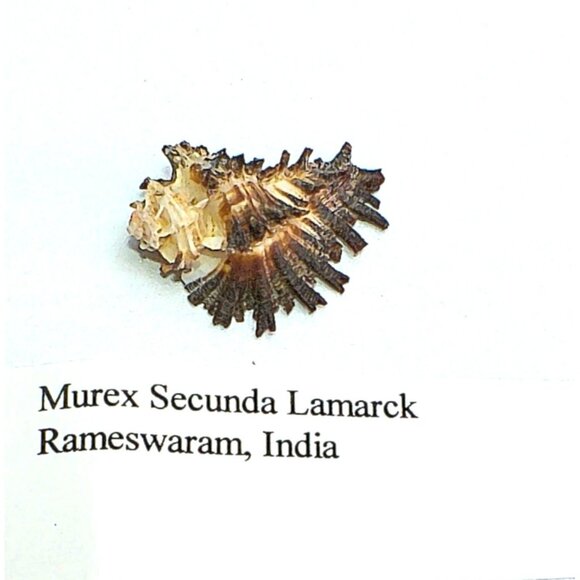 Rare Murex Secunda Lamarck India Specimen Collectors Shell GEM - Picture 4 of 4